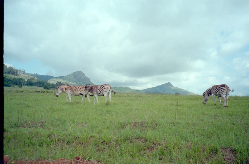 Zebras, Swaziland Safari