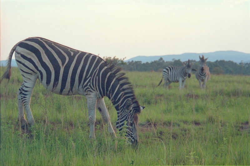 Zebra