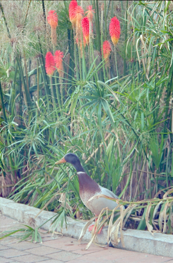 Duck, was living near the Mission Office door