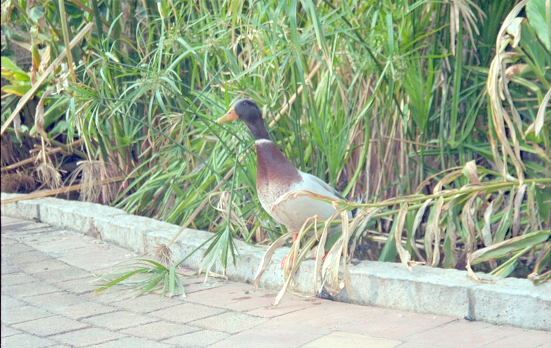 Duck, was living near the Mission Office door