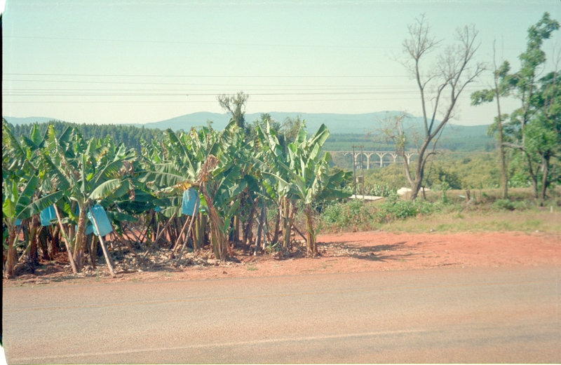 Banana plantation on the road to Tzineen