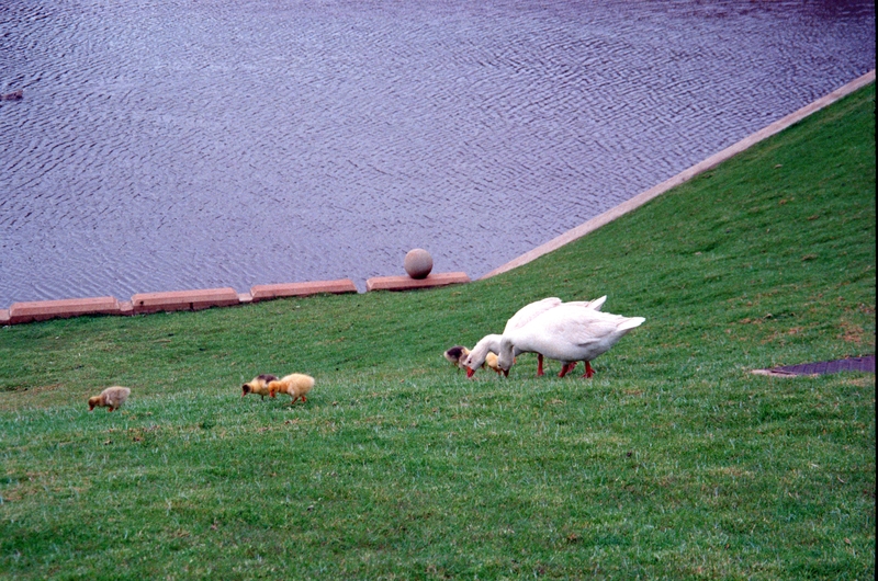 Geese near the Mission Office