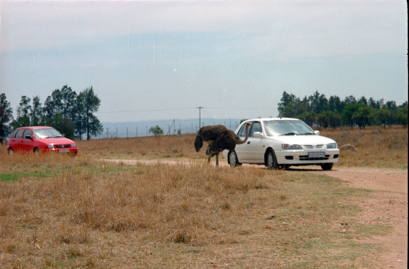 Johannesburg Lion Park