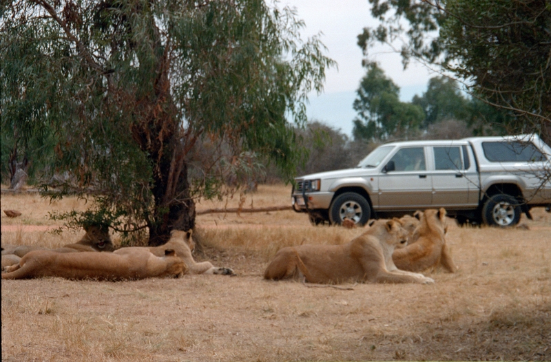 Johannesburg Lion Park