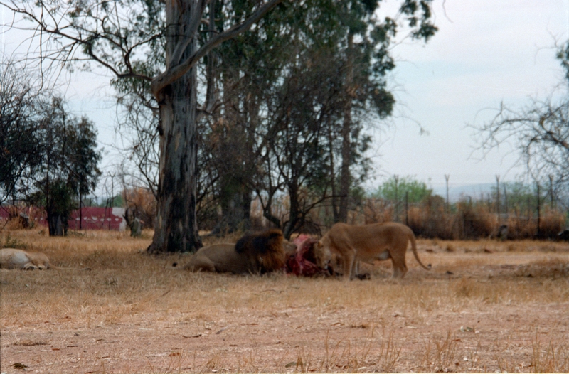 Johannesburg Lion Park