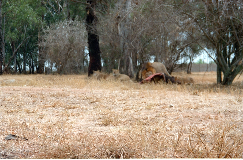 Johannesburg Lion Park