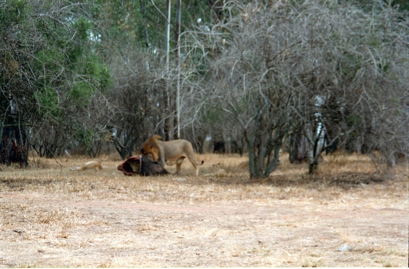 Johannesburg Lion Park