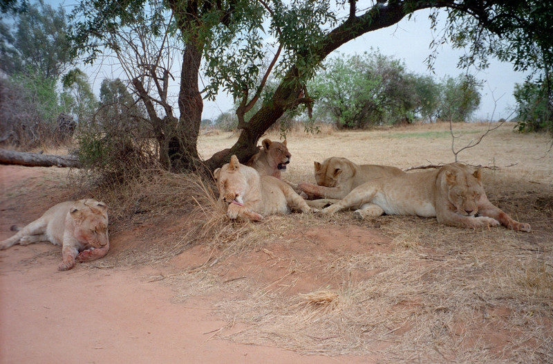 Johannesburg Lion Park