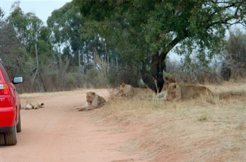 Johannesburg Lion Park