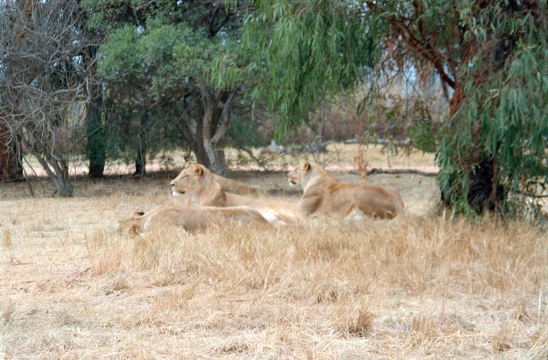 Johannesburg Lion Park