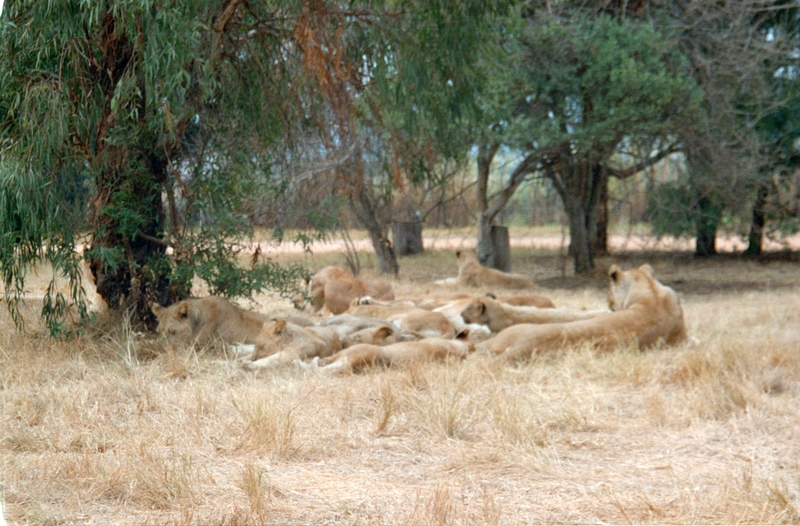 Johannesburg Lion Park