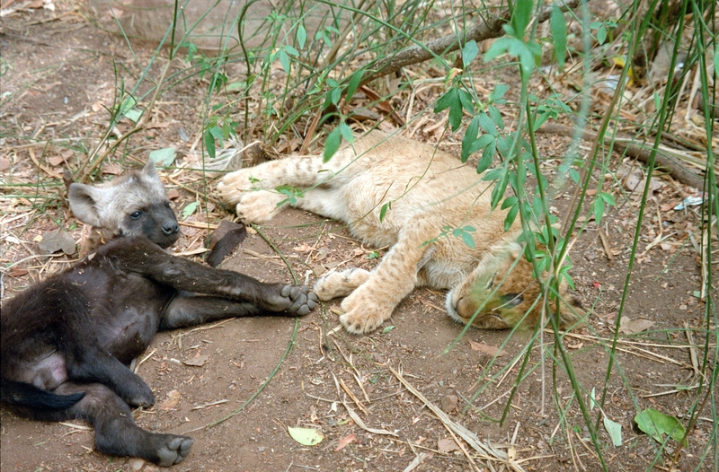 Hyena and Lion cub, at Johannesburg Lion Park