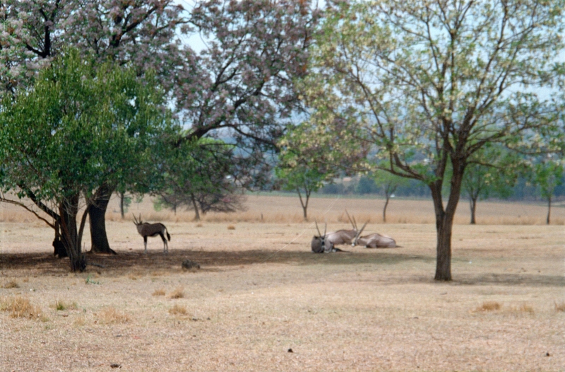 Johannesburg Lion Park