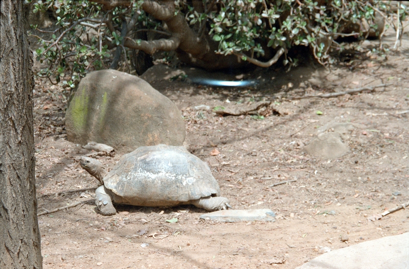 Johannesburg Lion Park