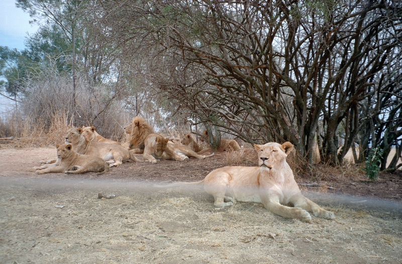 Johannesburg Lion Park