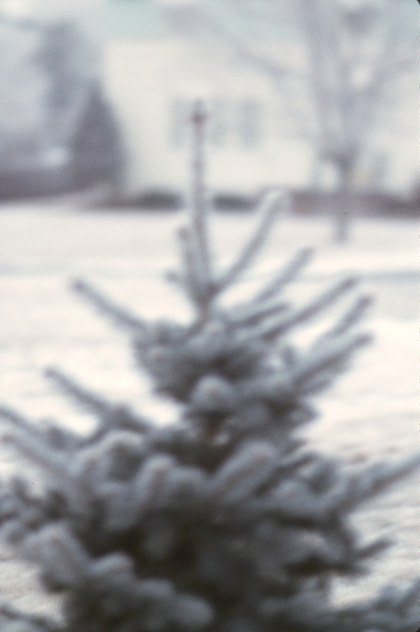 Snowy blue spruce in front yard of Goethals house, from Rosco Colton