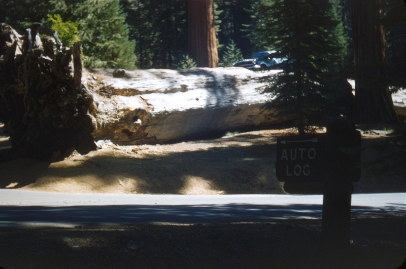 Scene from Sequoia National Park