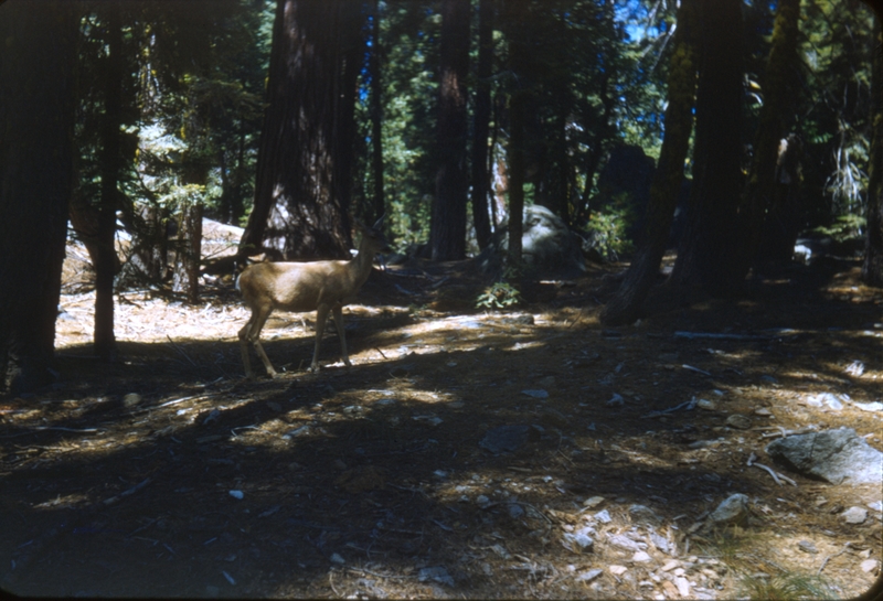 Scene from Sequoia National Park