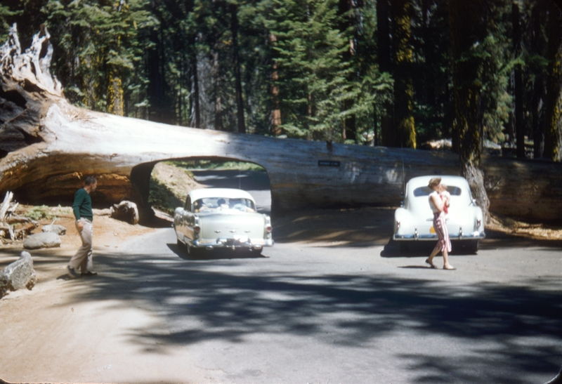 Scene from Sequoia National Park