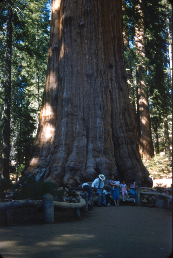 Scene from Sequoia National Park