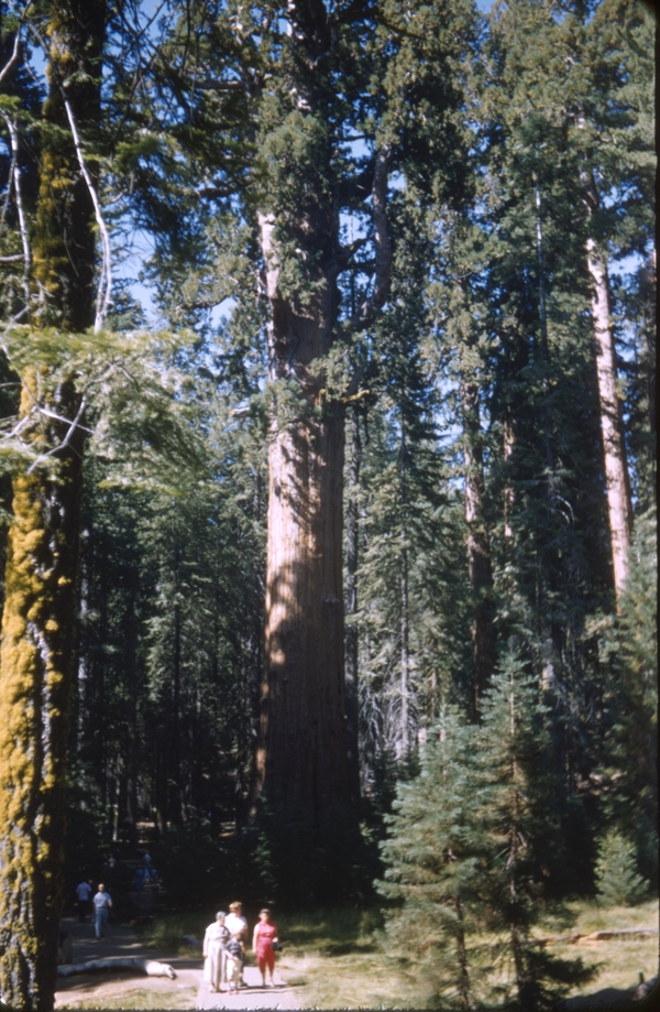 Scene from Sequoia National Park