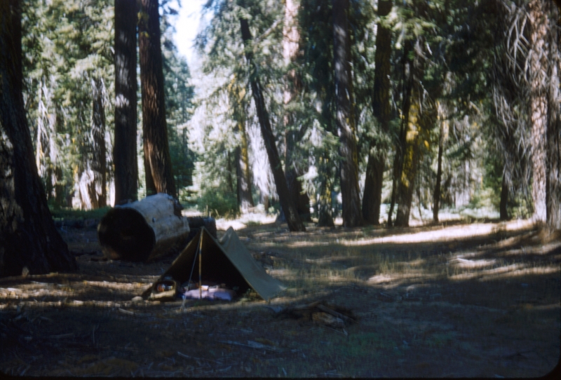 Scene from Sequoia National Park