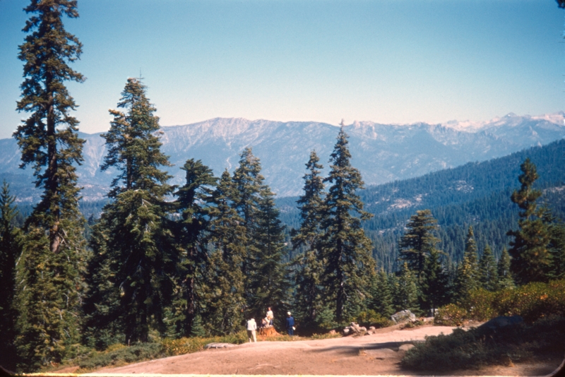 Scene from Sequoia National Park