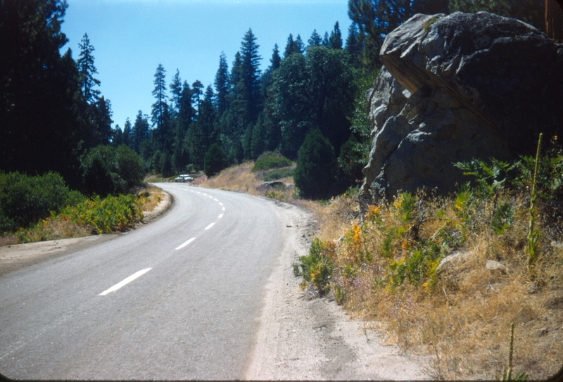 Scene from Sequoia National Park