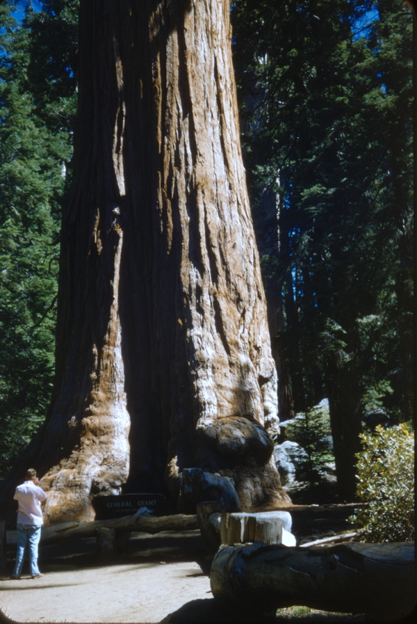 Scene from Sequoia National Park