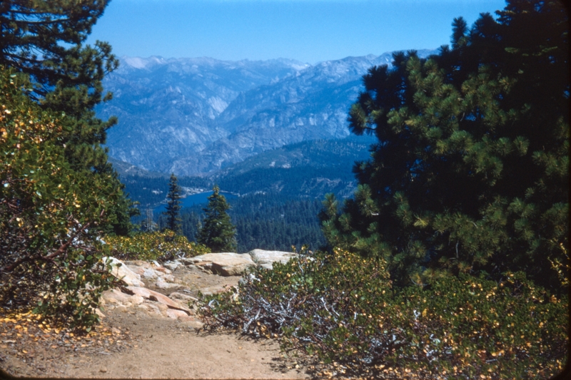 Scene from Sequoia National Park