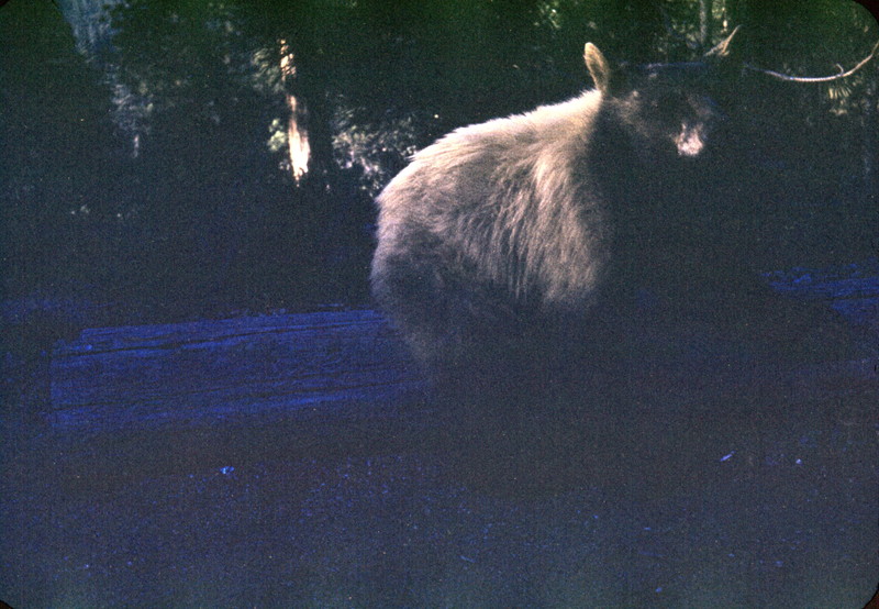 Bear at Yosemite