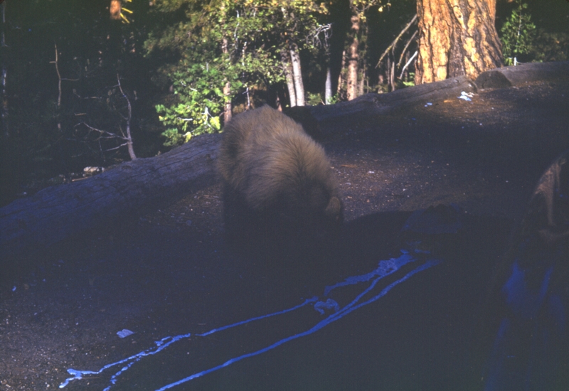 Bear at Yosemite