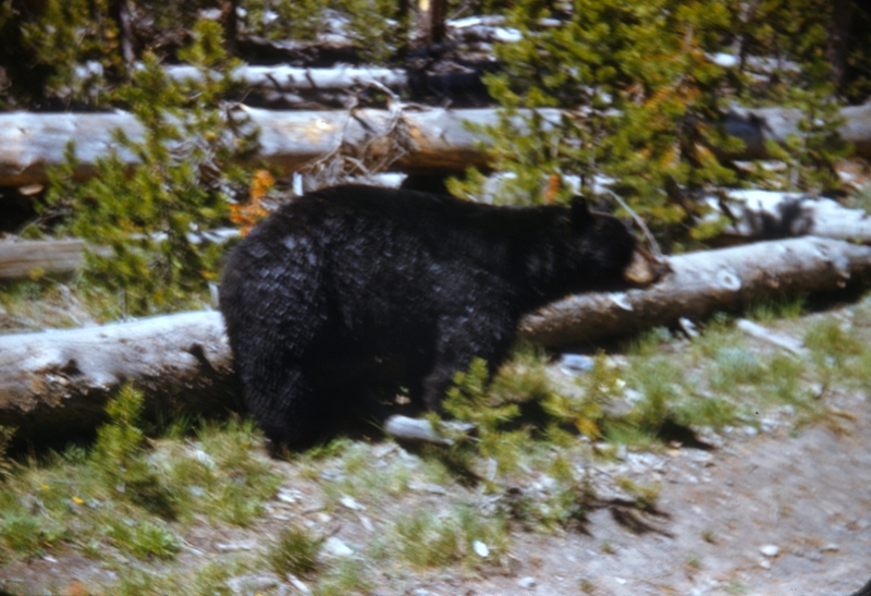 Bear at Yosemite