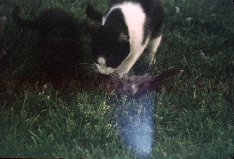 cat with bird