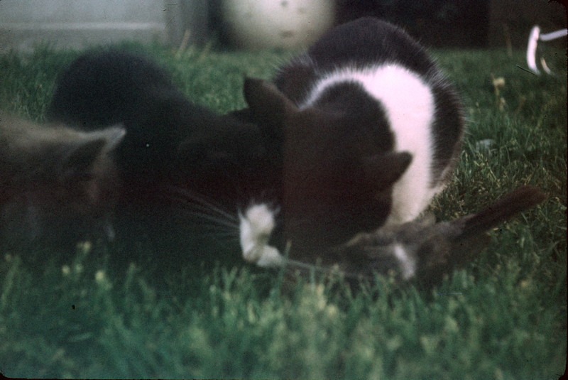 cat with bird