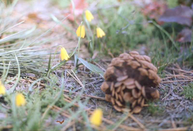 pine cone