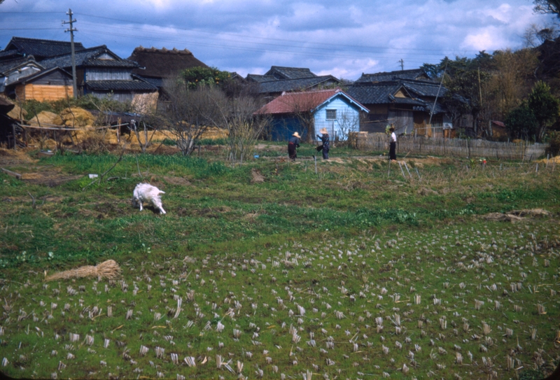 Scenes on Shigonishima Hike