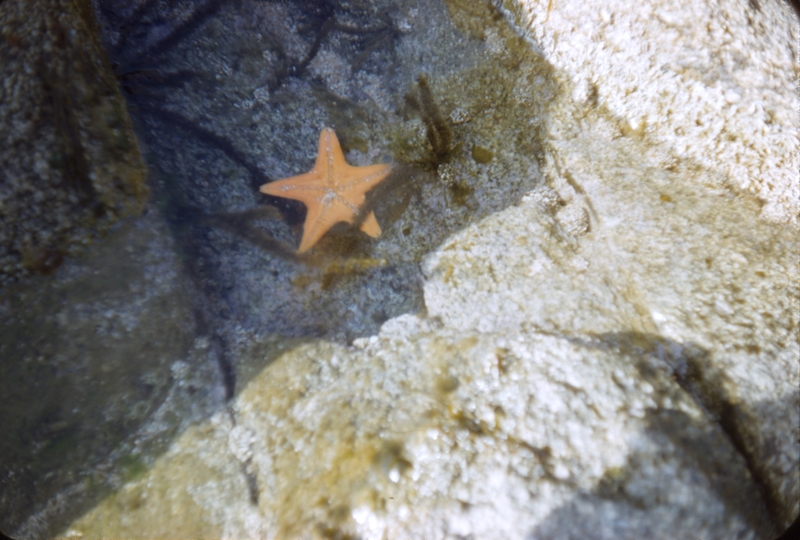 Scenes on Shigonishima Hike, Starfish