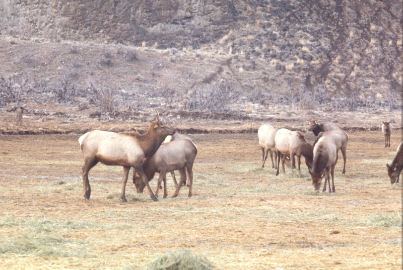 Hardware Ranch, Blacksmith Fork ??