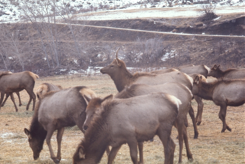 Hardware Ranch, Blacksmith Fork ??