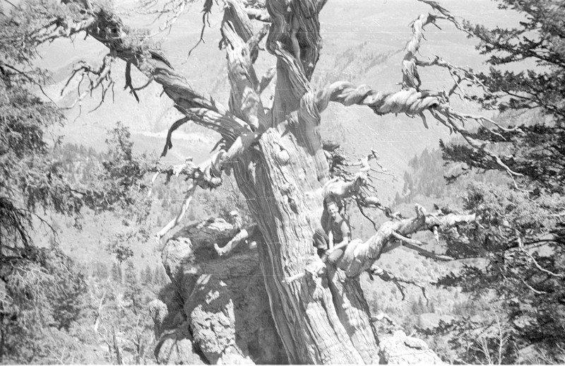 Logan Canyon, 4000-year old Jardine Juniper, Larry on the branch