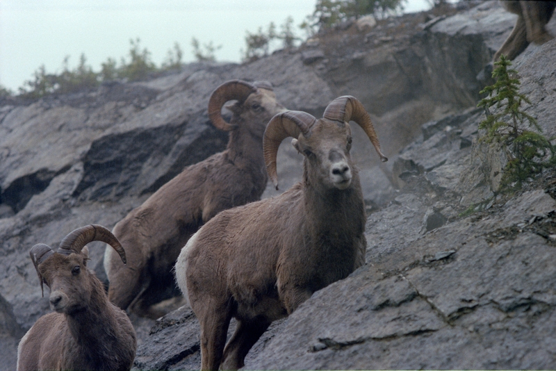 Big Horn Sheep