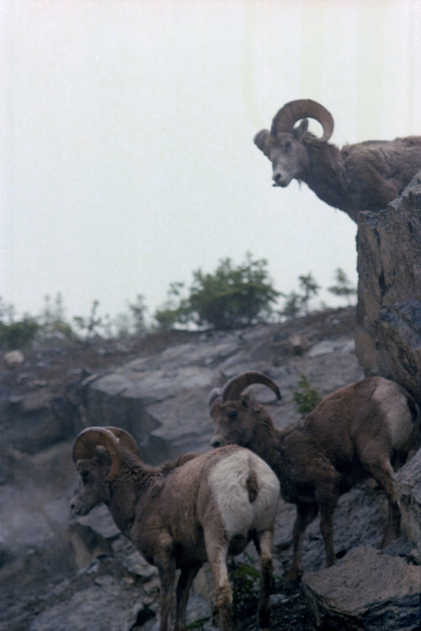 Big Horn Sheep