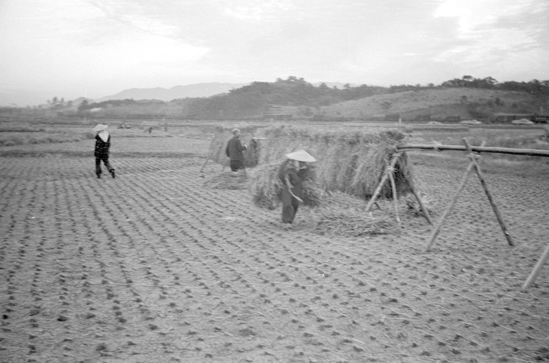 Japanese Farm Scenes