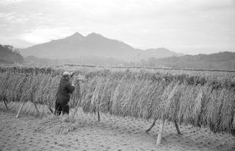 Japanese Farm Scene