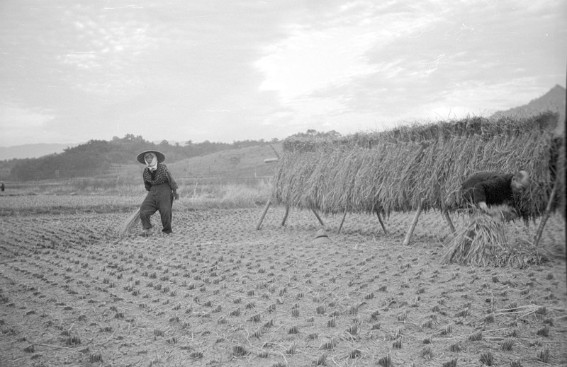 Japanese Farm Scene