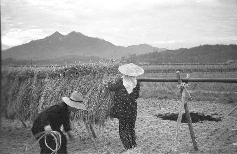 Japanese Farm Scene