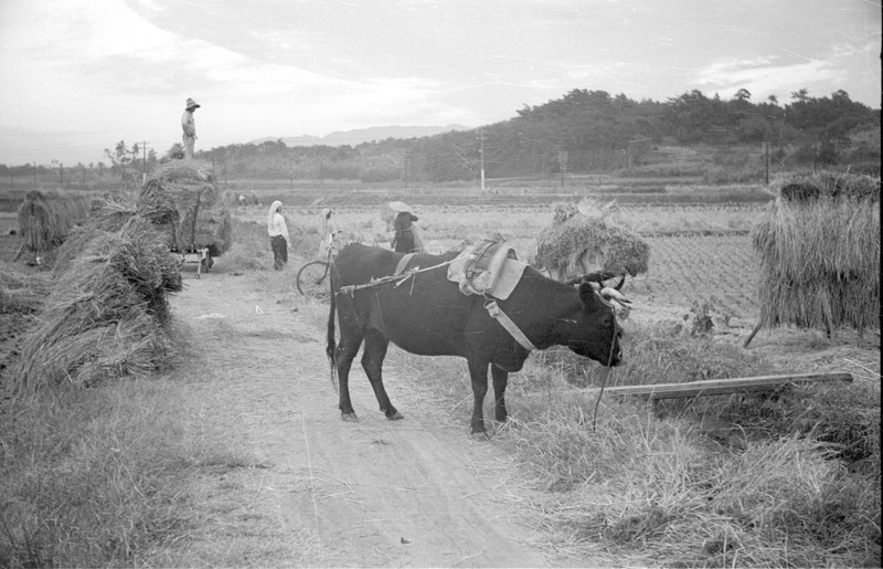 Japanese Farm Scene