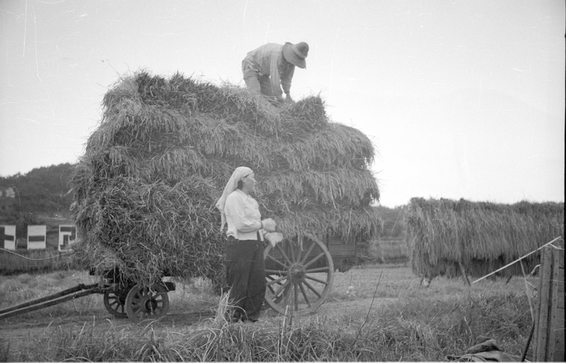 Japanese Farm Scene