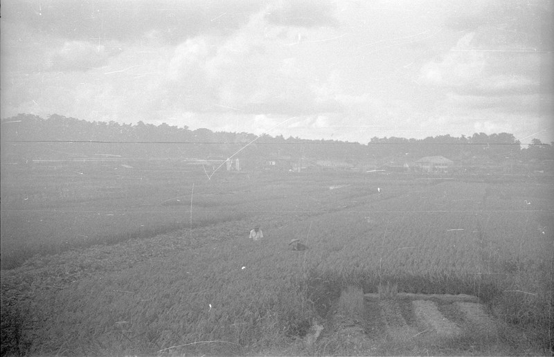 Japanese Farm Scene